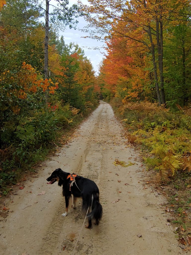 Chien sentiers estivaux