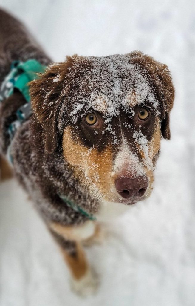 Chien activité hiver