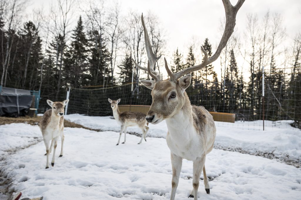 Patin hivernal | Animaux | Daims